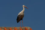 Bocian Biay (Ciconia ciconia)