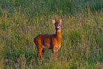 Sarna rogacz (Capreolus capreolus)