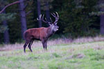 Jele szlachetny (Cervus elaphus)