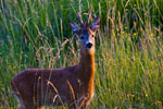 Sarna rogacz (Capreolus capreolus)