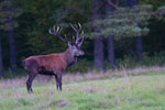 Jele szlachetny (Cervus elaphus)