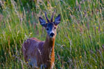 Sarna rogacz (Capreolus capreolus)