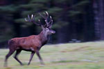 Jele szlachetny (Cervus elaphus)