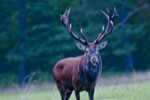 Jele szlachetny (Cervus elaphus)