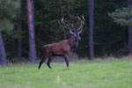 Jele szlachetny (Cervus elaphus)