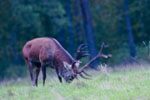 Jele szlachetny (Cervus elaphus)