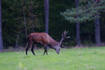 Jele szlachetny (Cervus elaphus)