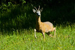 Sarna rogacz (Capreolus capreolus)