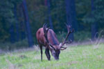 Jele szlachetny (Cervus elaphus)