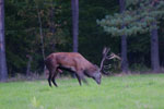 Jele szlachetny (Cervus elaphus)