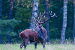 Jele szlachetny (Cervus elaphus)