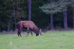 Jele szlachetny (Cervus elaphus)