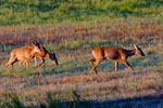 Sarny (Capreolus capreolus)