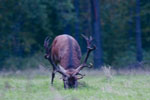 Jele szlachetny (Cervus elaphus)