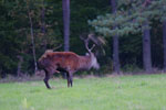 Jele szlachetny (Cervus elaphus)