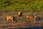 Sarny (Capreolus capreolus)