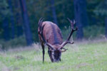 Jele szlachetny (Cervus elaphus)