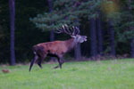 Jele szlachetny (Cervus elaphus)