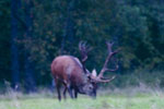 Jele szlachetny (Cervus elaphus)