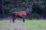 Jele szlachetny (Cervus elaphus)