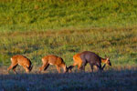 Sarny (Capreolus capreolus)