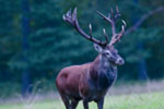 Jele szlachetny (Cervus elaphus)