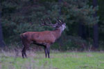 Jele szlachetny (Cervus elaphus)