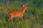 Sarna rogacz (Capreolus capreolus)