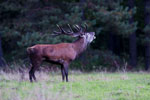 Jele szlachetny (Cervus elaphus)