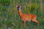 Sarna rogacz (Capreolus capreolus)