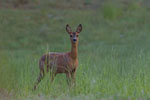 Sarna (Capreolus capreolus)