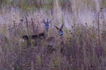 Sarny rogacze (Capreolus capreolus)