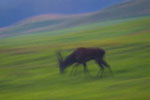 Jele szlachetny (Cervus elaphus)