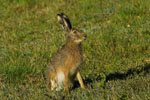 Zajc (Lepus europaeus)