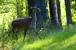 Jele ania (Cervus elaphus)