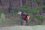 Jele szlachetny (Cervus elaphus)