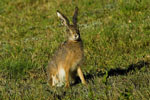 Zajc (Lepus europaeus)