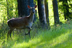 Jele ania (Cervus elaphus)