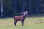 Jele szlachetny (Cervus elaphus)