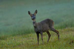 Sarna (Capreolus capreolus)