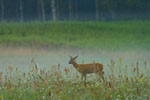 Sarna (Capreolus capreolus)