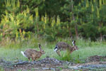 Zajc (Lepus europaeus)