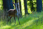 Jele ania (Cervus elaphus)