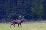 Jele szlachetny (Cervus elaphus)