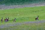 Jelenie (Cervus elaphus)