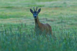 Sarna - rogacz (Capreolus capreolus)