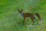 Lis (Vulpes vulpes)