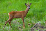 Sarna - rogacz (Capreolus capreolus)