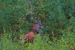 Jele szlachetny (Cervus elaphus)