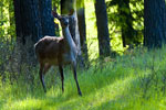 ania jelenia (Cervus elaphus)